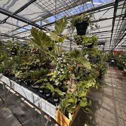 Alpine Nursery & Landscape