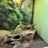 Fernbank Science Center gift card