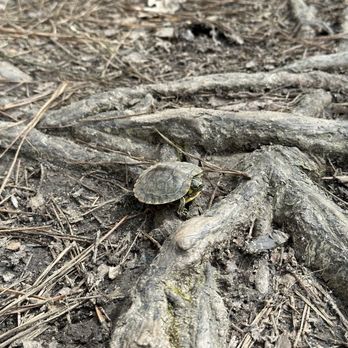 Reynolds Nature Preserve - Baby Turtle on the trail near the pond - Hiking Near Me - Morrow, Georgia Reynolds Nature Preserve - Baby Turtle on the trail near the pond - Hiking Near Me - Morrow, Georgia