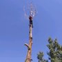 Rowan Tree Care