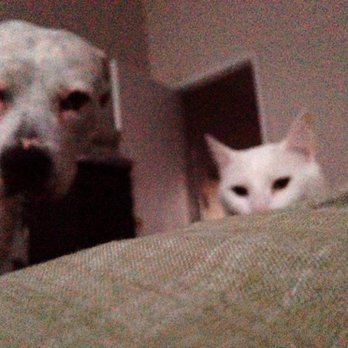 Pet Sitting by Ines - "Hey, wake up. We're hungry." - Pet Sitting Near Me Pet Sitting by Ines - "Hey, wake up. We're hungry." - Pet Sitting Near Me