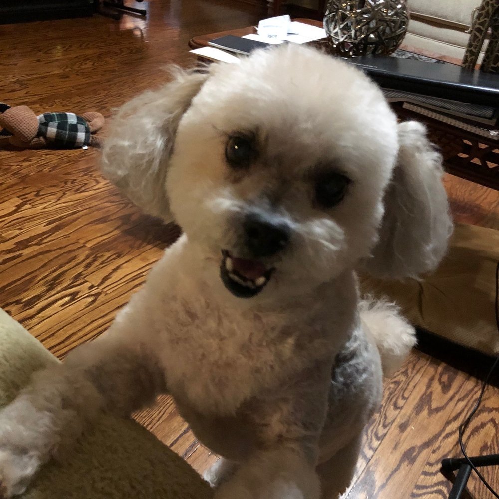 Dazzling Doo's - Pet Groomers Near Me - San Antonio, Texas Dazzling Doo's - Pet Groomers Near Me - San Antonio, Texas