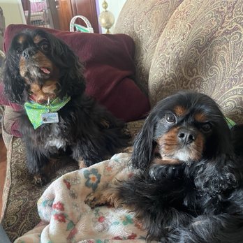 Fuzzy Friends Grooming - Bear and Buddy! - Pet Groomers Near Me - Warren, Michigan