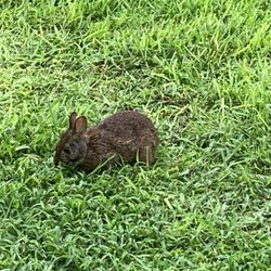 Sterling Insect & Lawn Control