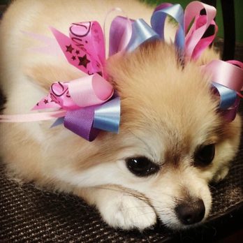 Professional Groom Room - Pampered like a Queen - Pet Groomers Near Me