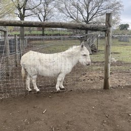 They have carrots for sale to feed the animals!