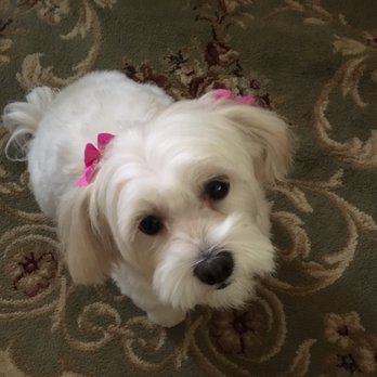 PetSmart Dog Training - Pet Stores Near Me - Buffalo, New York