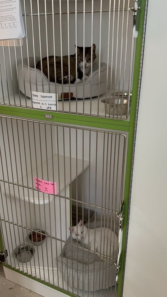 PetSuites Waterford Lakes - pet boarding facility in Orlando, FL