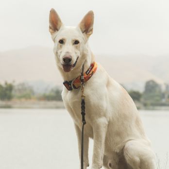 Le Pawsh - Pet Groomers Near Me - Fremont, California Le Pawsh - Pet Groomers Near Me - Fremont, California