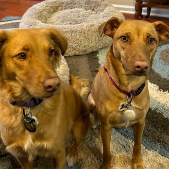 Casper Dog Training - Mia and Chloe think Adam of Casper Dog Training is the best! - Pet Training Near Me - ROSELAND, New Jersey Casper Dog Training - Mia and Chloe think Adam of Casper Dog Training is the best! - Pet Training Near Me - ROSELAND, New Jersey
