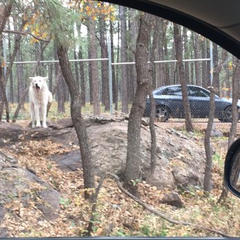 Bearizona - Wolf on the drive thru portion. - Zoos Near Me - Williams, Arizona Bearizona - Wolf on the drive thru portion. - Zoos Near Me - Williams, Arizona