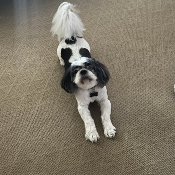 Le Paws Grooming - My Shih Tzu, George - Pet Groomers Near Me - Plano, Texas