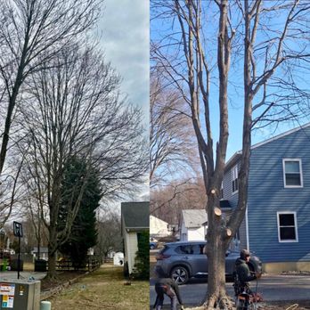 Lee’s Tree Service - Tree Services Near Me - Chester, Maryland Lee’s Tree Service - Tree Services Near Me - Chester, Maryland
