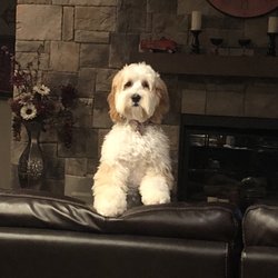 Christy's Pet Grooming
