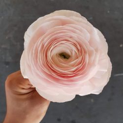 Azalea Flowers - Pale Pink Ranunculus