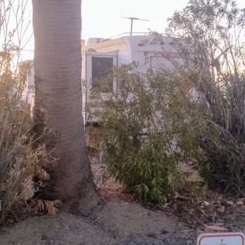 Windhaven Rv Park - Oleanders unkempt and dying, trash accumulated, like this park has done, picture taken 3/2025 - RV Parks Near Me - Yuma, Arizona