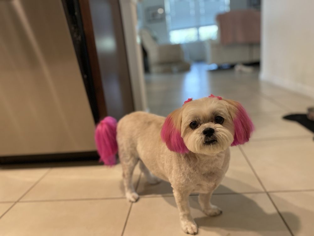 TOUCH OF CLASS PET GROOMING Updated April 2024 145 Photos & 58