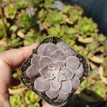 Cosentino's Nursery - Nurseries & Gardening Near Me - Malibu, California Cosentino's Nursery - Nurseries & Gardening Near Me - Malibu, California