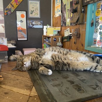 Cactus Mart - Butch & his portrait in the background - Nurseries & Gardening Near Me - Morongo Valley, California