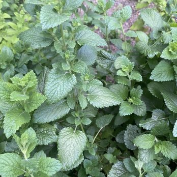 Bare Root Skin Essentials and Esthetics - Fresh quality Wildcrafted herbs are a staple here - Herbal Shops Near Me - Coeur d'Alene, Idaho Bare Root Skin Essentials and Esthetics - Fresh quality Wildcrafted herbs are a staple here - Herbal Shops Near Me - Coeur d'Alene, Idaho