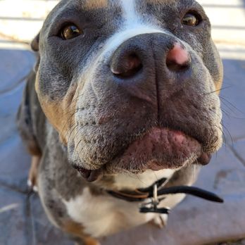 Pawsitive Experts - Meena Loves the Attention and Social Interaction! - Pet Training Near Me Pawsitive Experts - Meena Loves the Attention and Social Interaction! - Pet Training Near Me