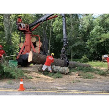 South Shore Tree Removal - Expertly handled the large pieces of pine tree cut down, and loaded to be taken off the property. - Tree Services Near Me - Plymouth, Massachusetts