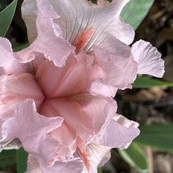 Linda Hall Library - This delicate peach specimen was one of the most fragrant Iris blossoms.