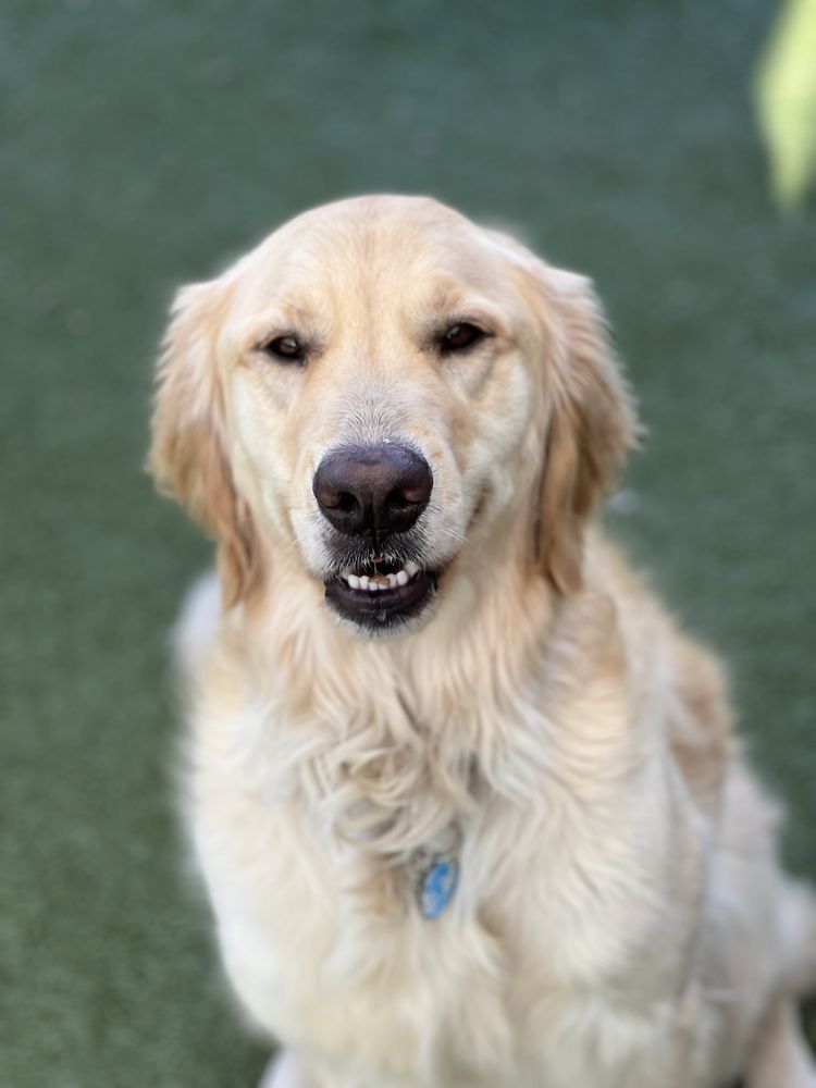 REYNOLDS DOG RESORT Updated September 2024 14 Photos & 26 Reviews 2818 NE Rivergate St