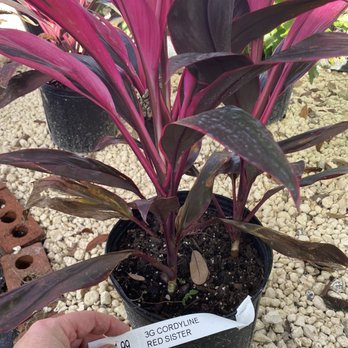 Big League Garden Center - Nurseries & Gardening Near Me - Ormond Beach, Florida