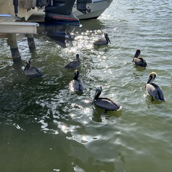 Sun Sailing Charters - Pelicans swimming at the marina next to Sun Sailing Charters - Sailing Near Me - Punta Gorda, Florida