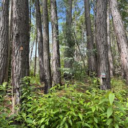 Waihou Spring Trail