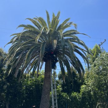 Alvarez Tree Care - Our team using all of our safety gear! - Tree Services Near Me