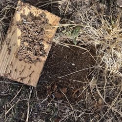 Integrity Pest and Termite