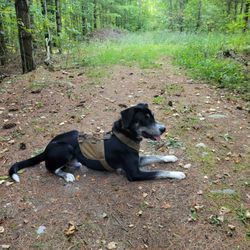 Viking k9 - Area search for persons a SAR dog in training never rests!