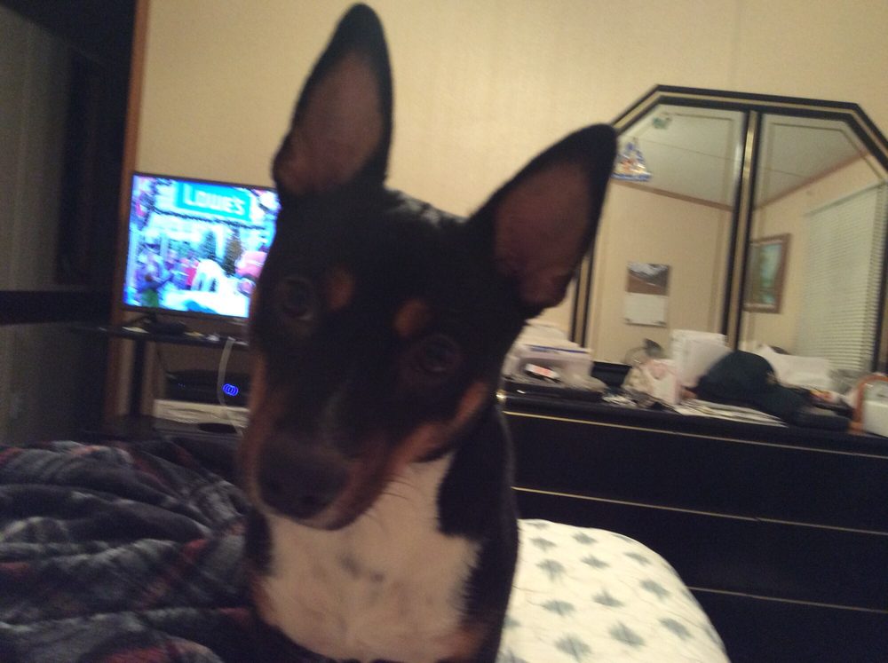 ENNIS VETERINARY CLINIC Updated September 2024 10 Reviews 3101 N