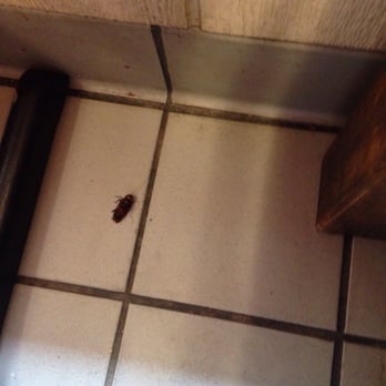 Antiguas Grill - A dead cockroach under our table. - Mexican Near Me - Magnolia, Arkansas