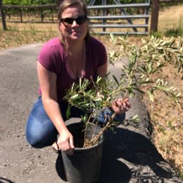Tucson Frantoio - King of the olive trees of Italy  In memory of Oliver Jackson Jones June 21, 2019.