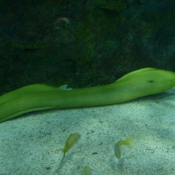 Ripley's Mirror Maze - Eel - Aquariums Near Me - Myrtle Beach, South Carolina Ripley's Mirror Maze - Eel - Aquariums Near Me - Myrtle Beach, South Carolina