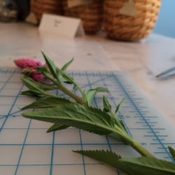 Burnt Toast Farms & Studio - Cut flowers too!