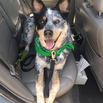 Sunset Cliffs Animal Hospital - Brodie's Happy face - Veterinarians Near Me - San Diego, California Sunset Cliffs Animal Hospital - Brodie's Happy face - Veterinarians Near Me - San Diego, California