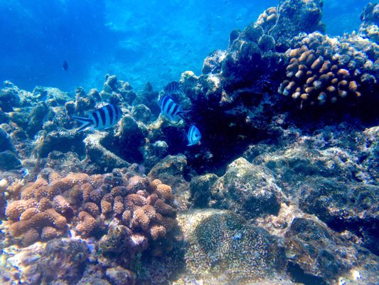 Passions of Paradise - Great Barrier Reef Tours Cairns by null