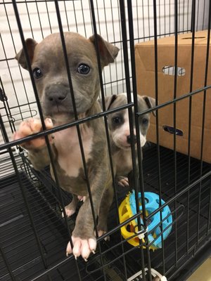 Carol's Pet Center by null