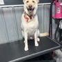 Photo of Grooming by Haley