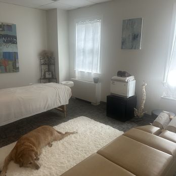 Dr Ginger Lowe - Treatment room (and Steve, our loyal therapy pup) - Chiropractors Near Me - Alexandria, Virginia Dr Ginger Lowe - Treatment room (and Steve, our loyal therapy pup) - Chiropractors Near Me - Alexandria, Virginia