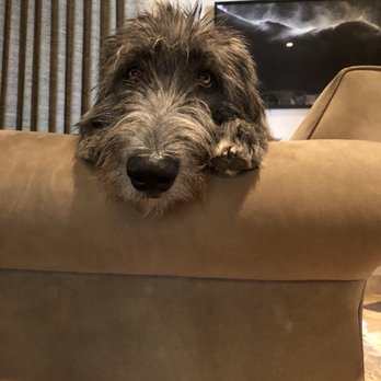 Pawtopia - Pet Training Near Me - San Diego, California