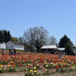 Local Homestead Products