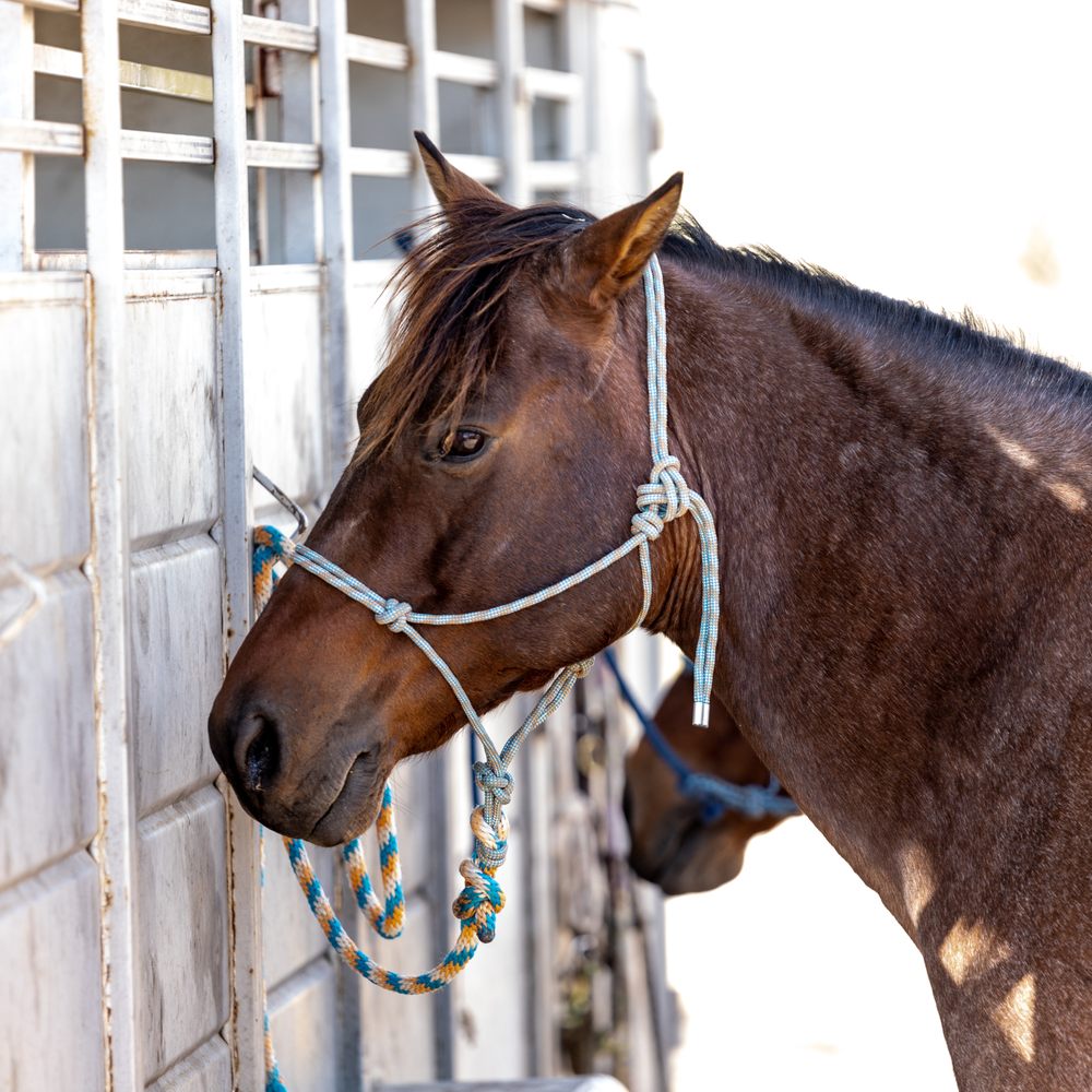 BEST of Granger Horseback Riding - Yelp