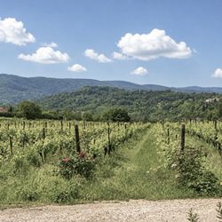Domaine la Citadelle - Vineyards