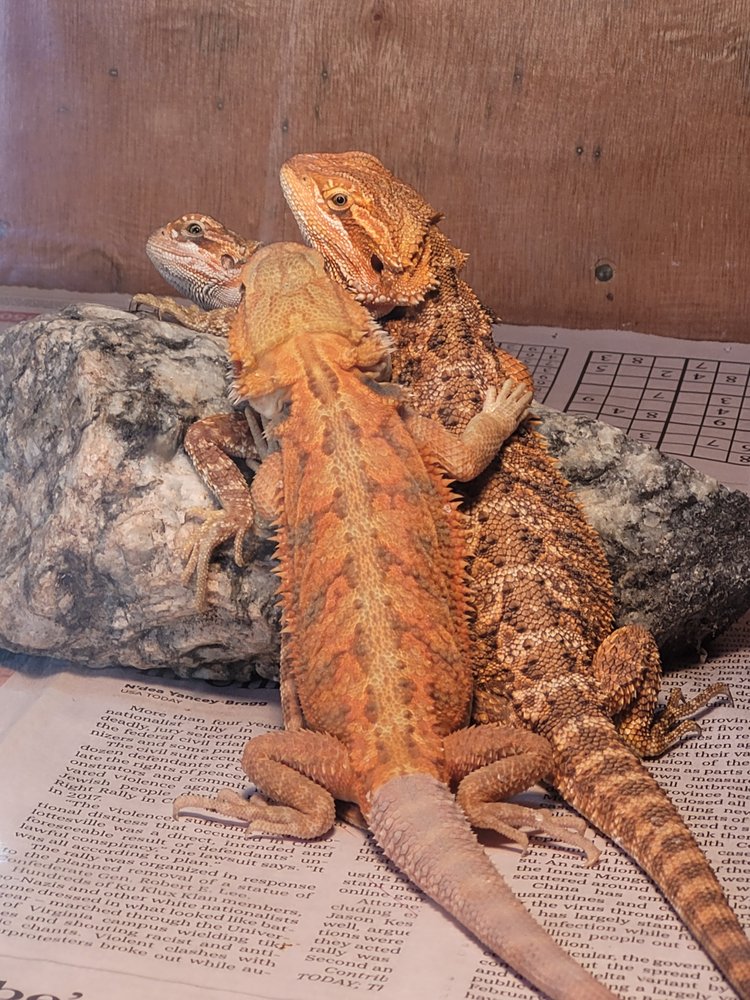 Lucas Lizards Image