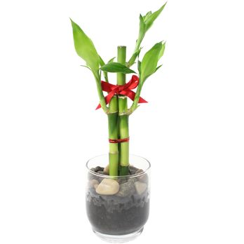 Geoponics - Feng Shui Lucky Bamboo - Florists Near Me - Mississauga, Ontario Geoponics - Feng Shui Lucky Bamboo - Florists Near Me - Mississauga, Ontario